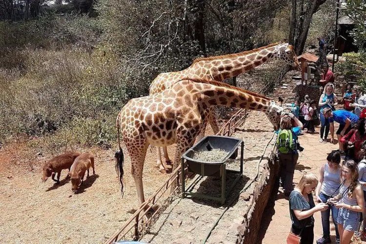 Giraffe Centre