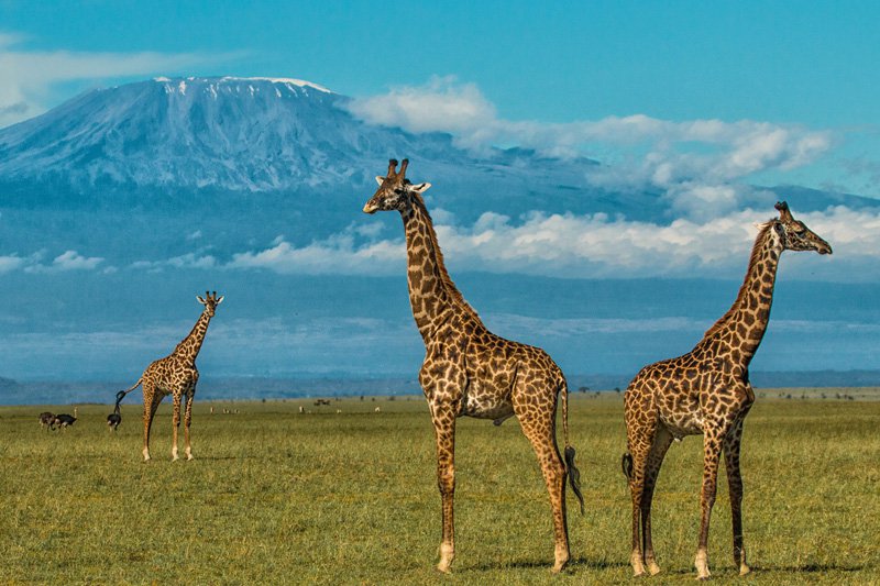 Amboseli National Park