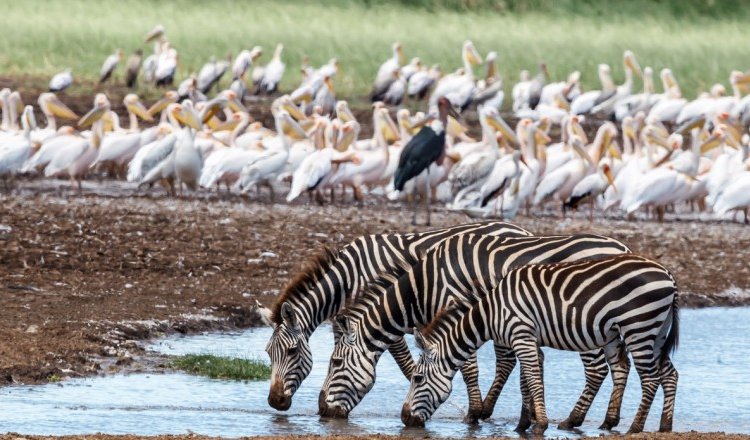 Lake Manyara National Park