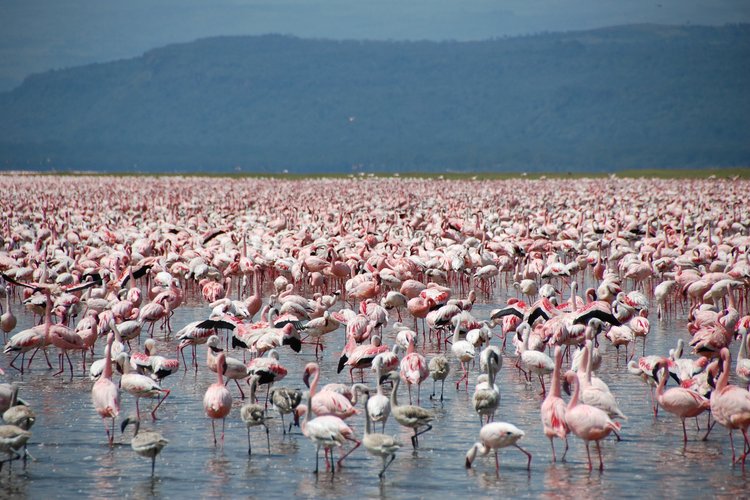 Lake Nakuru National Park