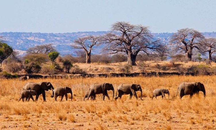 Tarangire Park