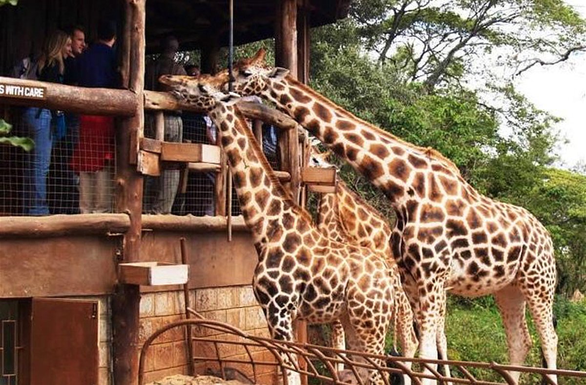 Giraffe Centre