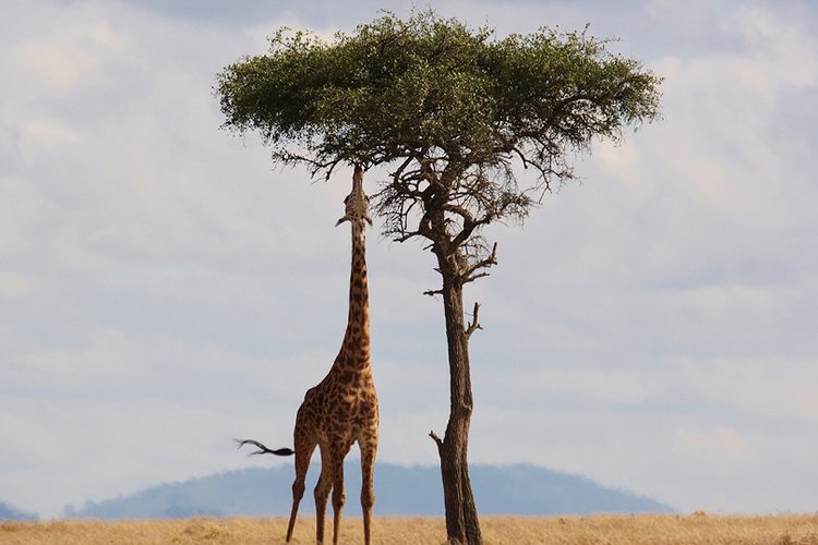 12 DAY SPECIAL SAMBURU, MOUNT KENYA, ABERDARE, NAKURU, MASAI MARA, NAIVASHA, AMBOSELI, TSAVO WEST ,