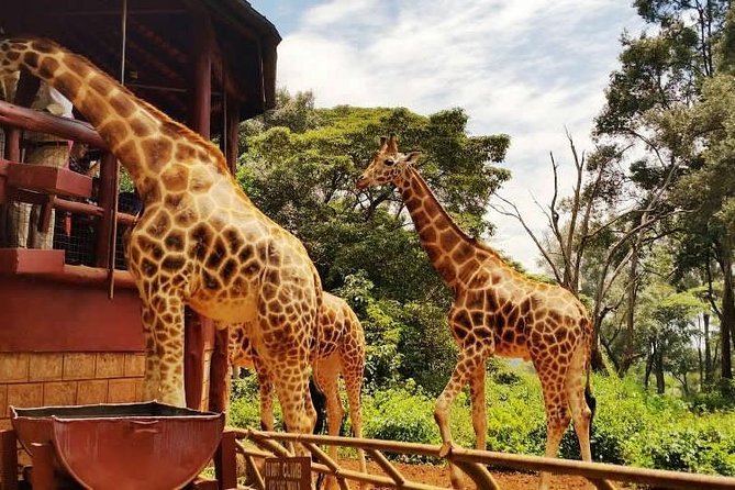 3 HOURS GIRAFFE CENTER – NAIROBI DAY TOUR