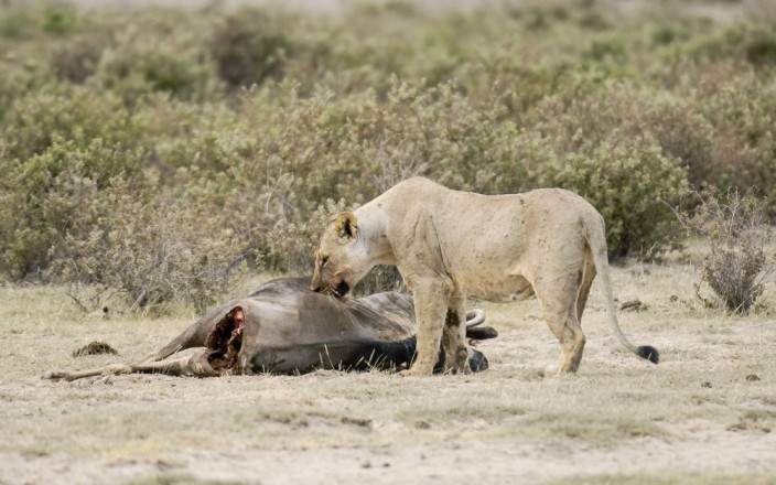 1 DAY AMBOSELI NATIONAL PARK SAFARI