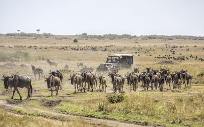 2 DAYS/ 1 NIGHT MASAI MARA NATIONAL RESERVE BUDGET SAFARI