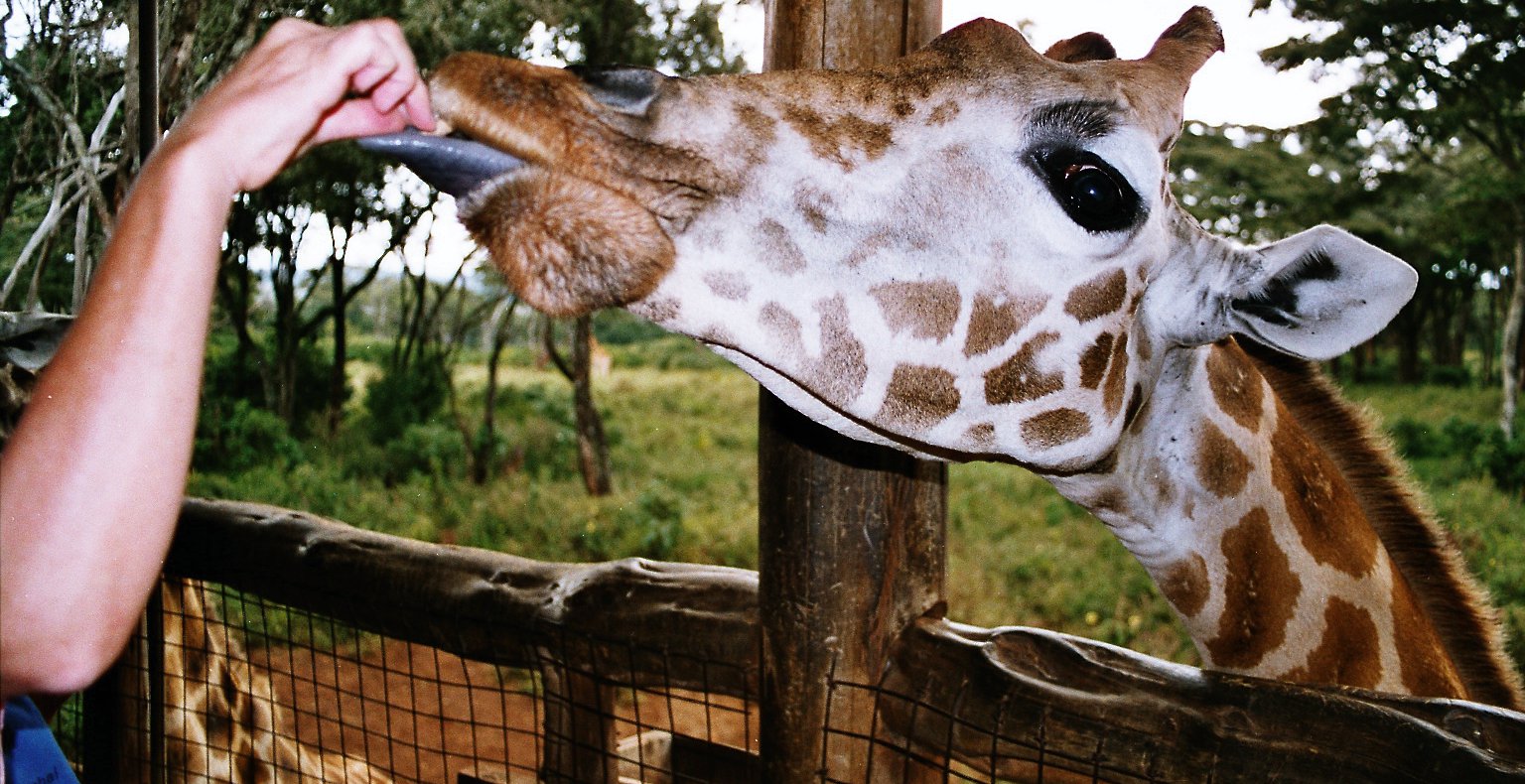 3 HOURS GIRAFFE CENTER – NAIROBI DAY TOUR