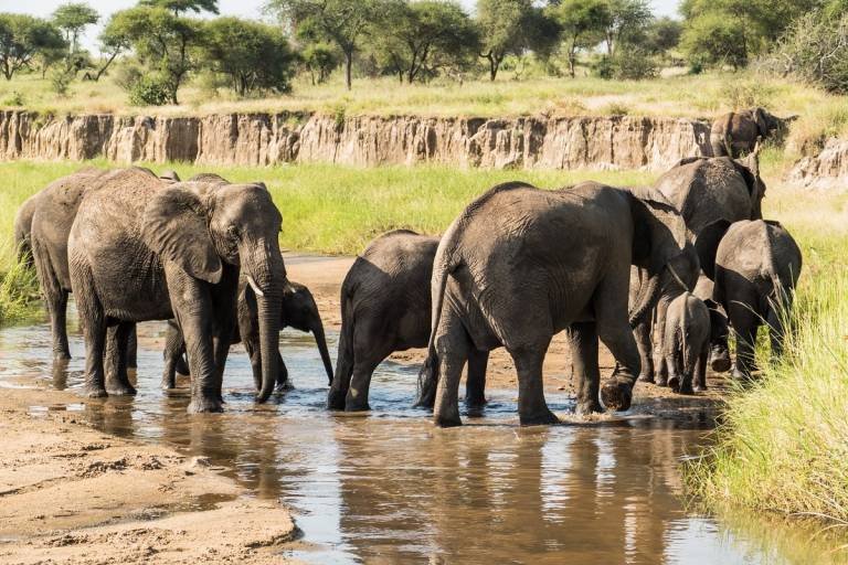 6 DAYS LAKE MANYARA,  NGORONGORO, SERENGETI SAFARI