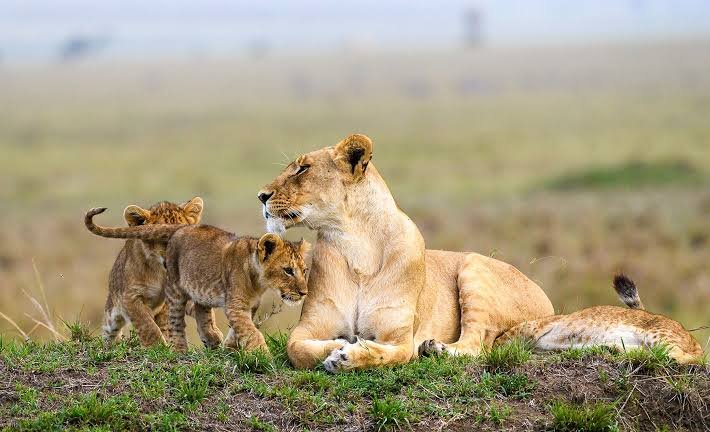 2 DAYS/ 1 NIGHT MASAI MARA NATIONAL RESERVE BUDGET SAFARI