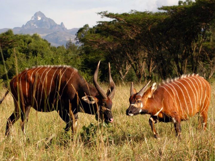 4 DAYS NAIROBI, MOUNT KENYA AND SAMBURU GAME RESERVE SAFARI