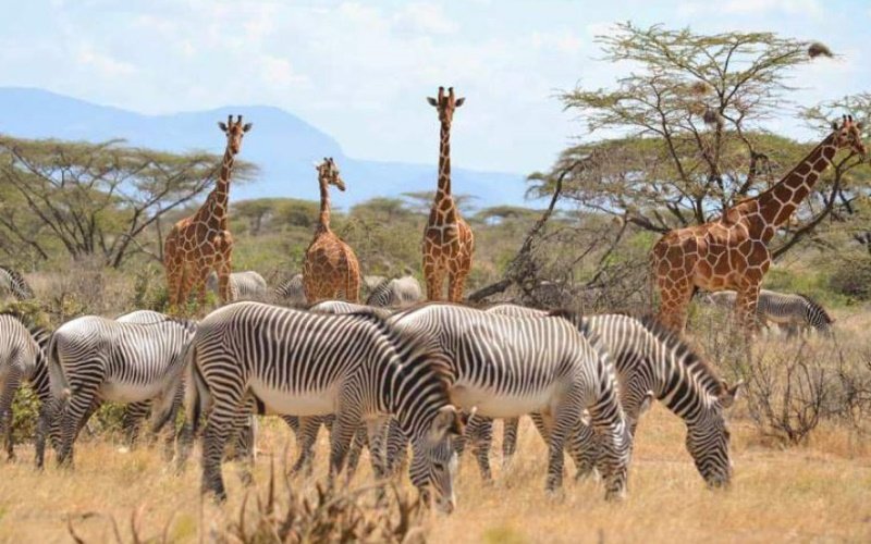 4 DAYS NAIROBI – ABARDARES – SAMBURU SAFARI