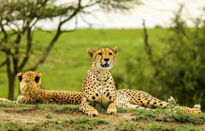 5 DAYS LAKE MANYARA,  NGORONGORO, TARANGIRE