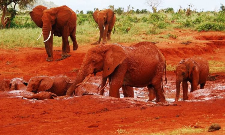 3 DAY MOMBASA TSAVO EAST AND SALTLICK SAFARI