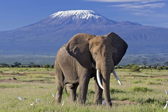 4 DAYS TSAVO EAST, SALTLICK AND AMBOSELI SAFARI