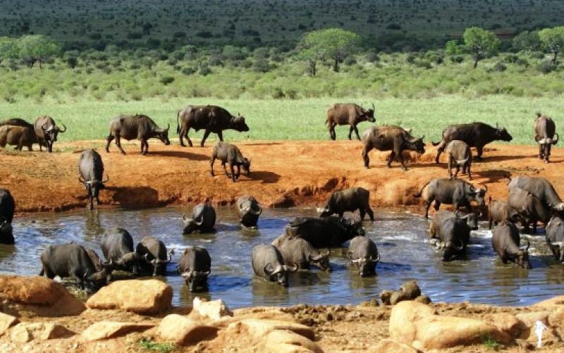 3 DAY MOMBASA TSAVO EAST AND SALTLICK SAFARI