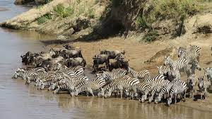 3 DAYS MASAI MARA AMAZING BUDGET SAFARI