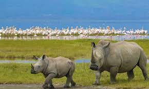 4 DAYS MAGNIFICENT LAKE NAKURU MASAI MARA BUDGET SAFARI