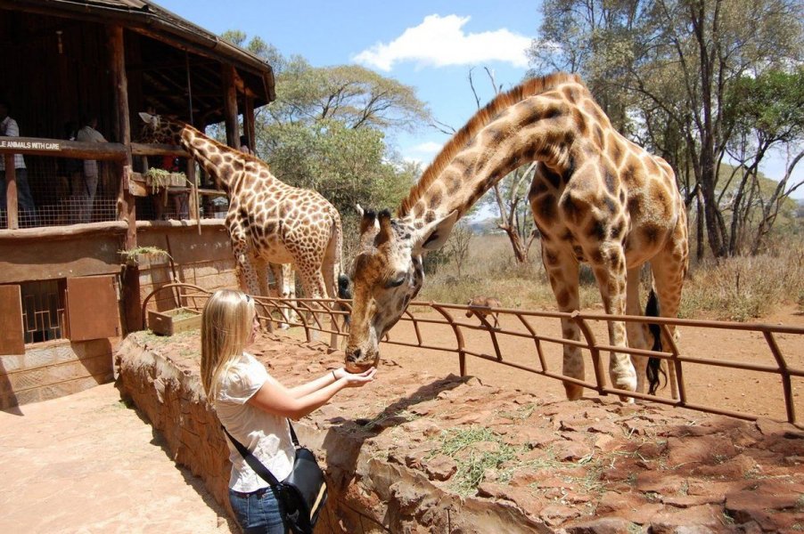 3 HOURS GIRAFFE CENTER – NAIROBI DAY TOUR