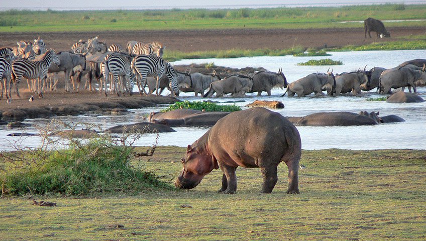 7 DAYS LAKE MANYARA,  NGORONGORO, SERENGETI SAFARI