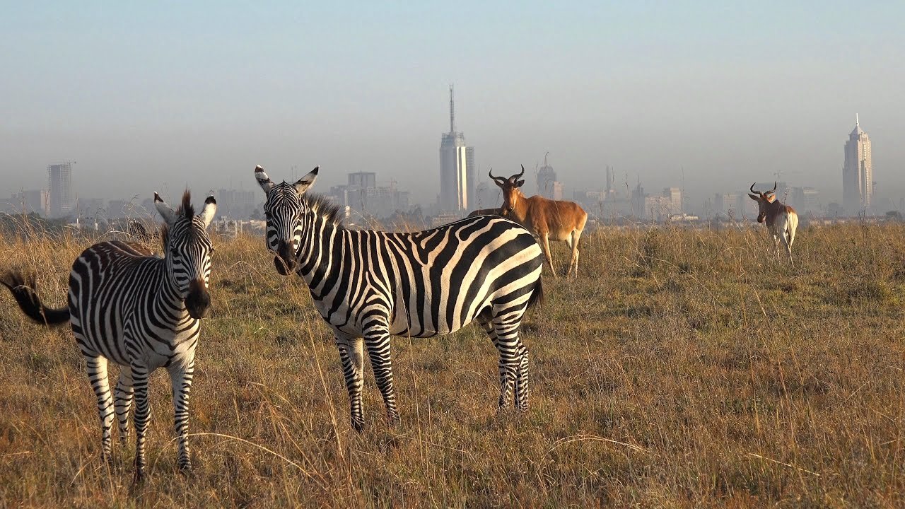 NAIROBI NATIONAL PARK GAME DRIVES | HALF DAY