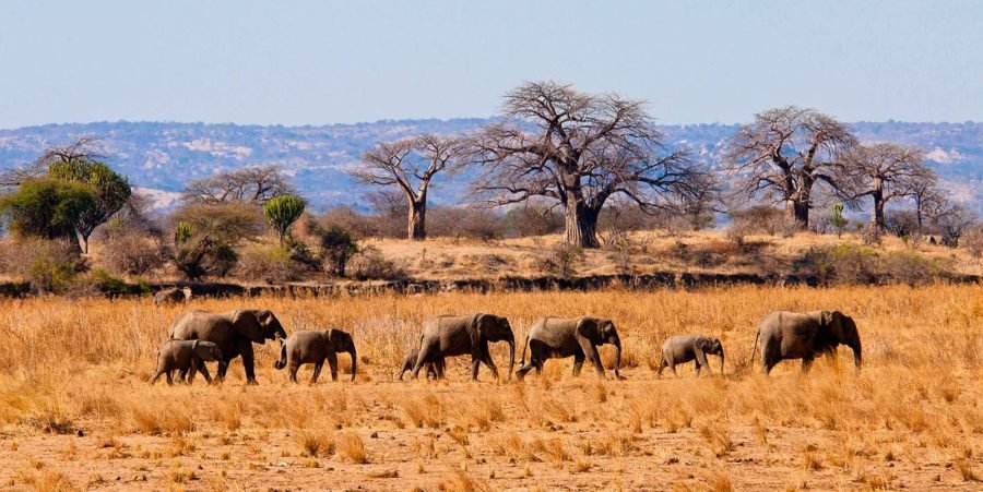 5 DAY TARANGIRE, NGORONGORO – SERENGETI (MID-RANGE) SAFARI