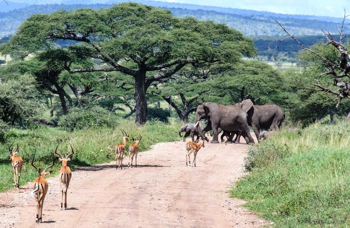 3 DAY TSAVO EAST AND WEST SAFARI FROM MOMBASA