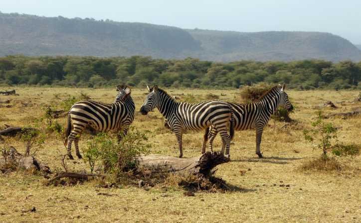 6 DAYS LAKE MANYARA,  NGORONGORO, SERENGETI SAFARI